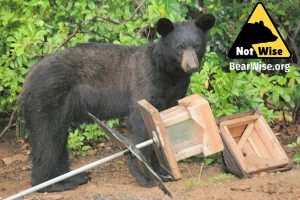 notwise-virginia-bear-with-feeder notwise-virginia-bear-with-feeder