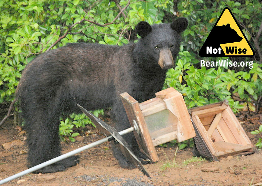 notwise-virginia-bear-with-feeder