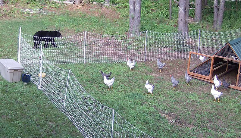 portable electric netting fence around chickens