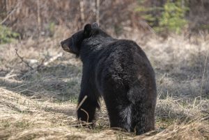 black bear in the springtime, coming out of hibernation