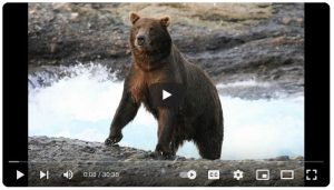 screenshot from Staying Safe video