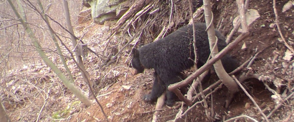 West Virginia bear leaves den