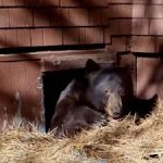 securing your crawl space