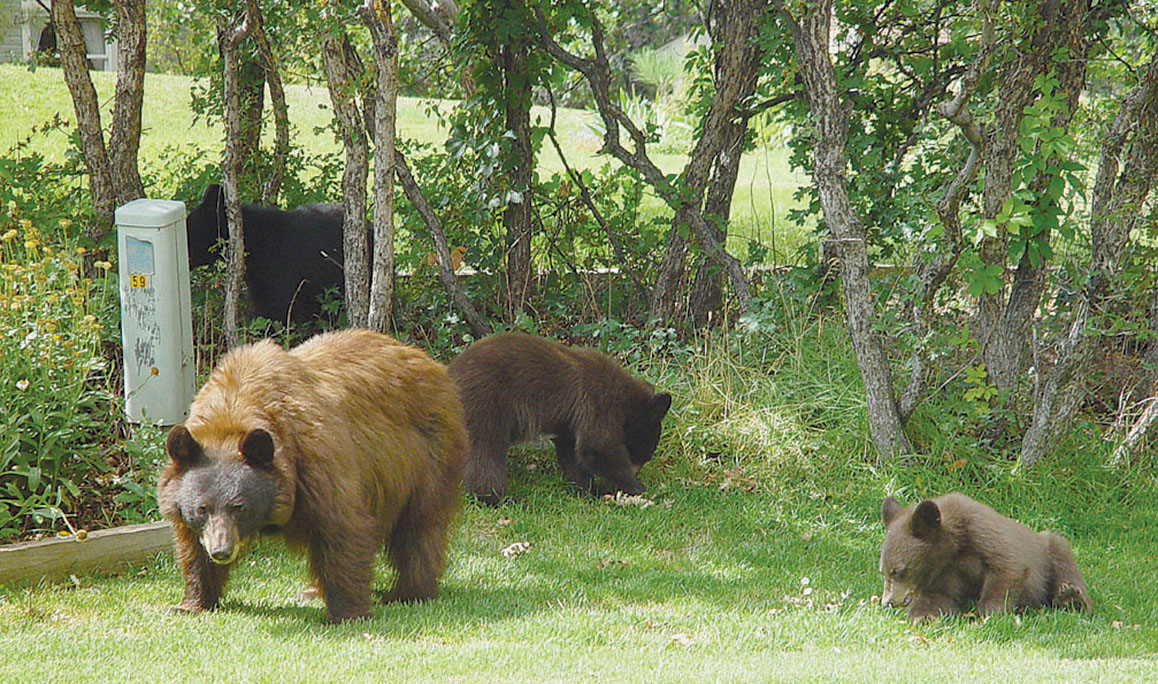 backyard bears-Durango