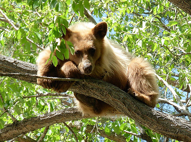 yearling-black-bear-in-tree (NDOW)