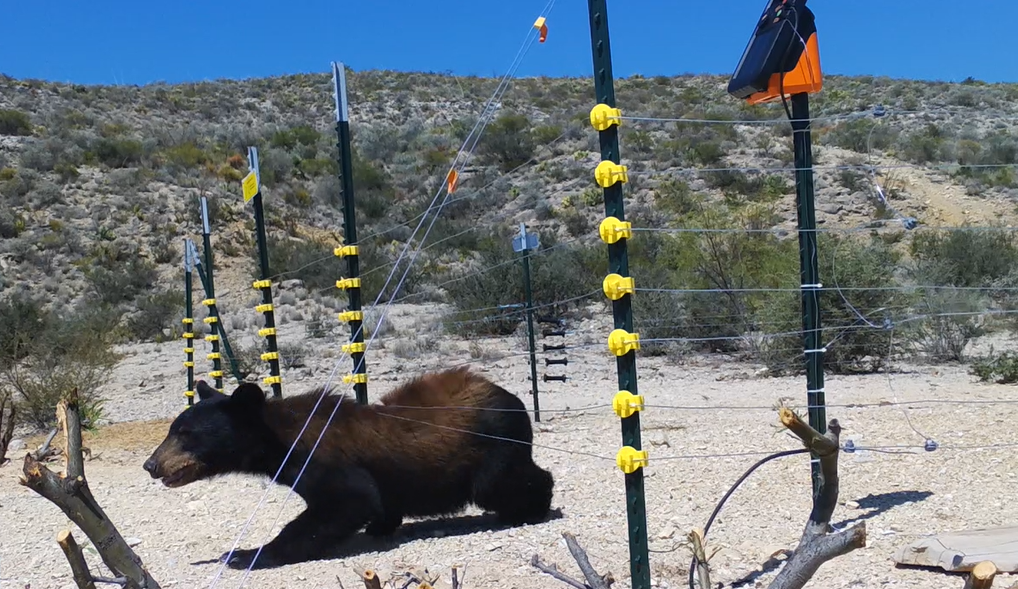 alternating-live-and-ground young black bear sneaking under fence
