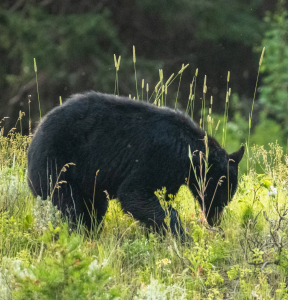springtime bear digging for food (Kelly Vandellen)