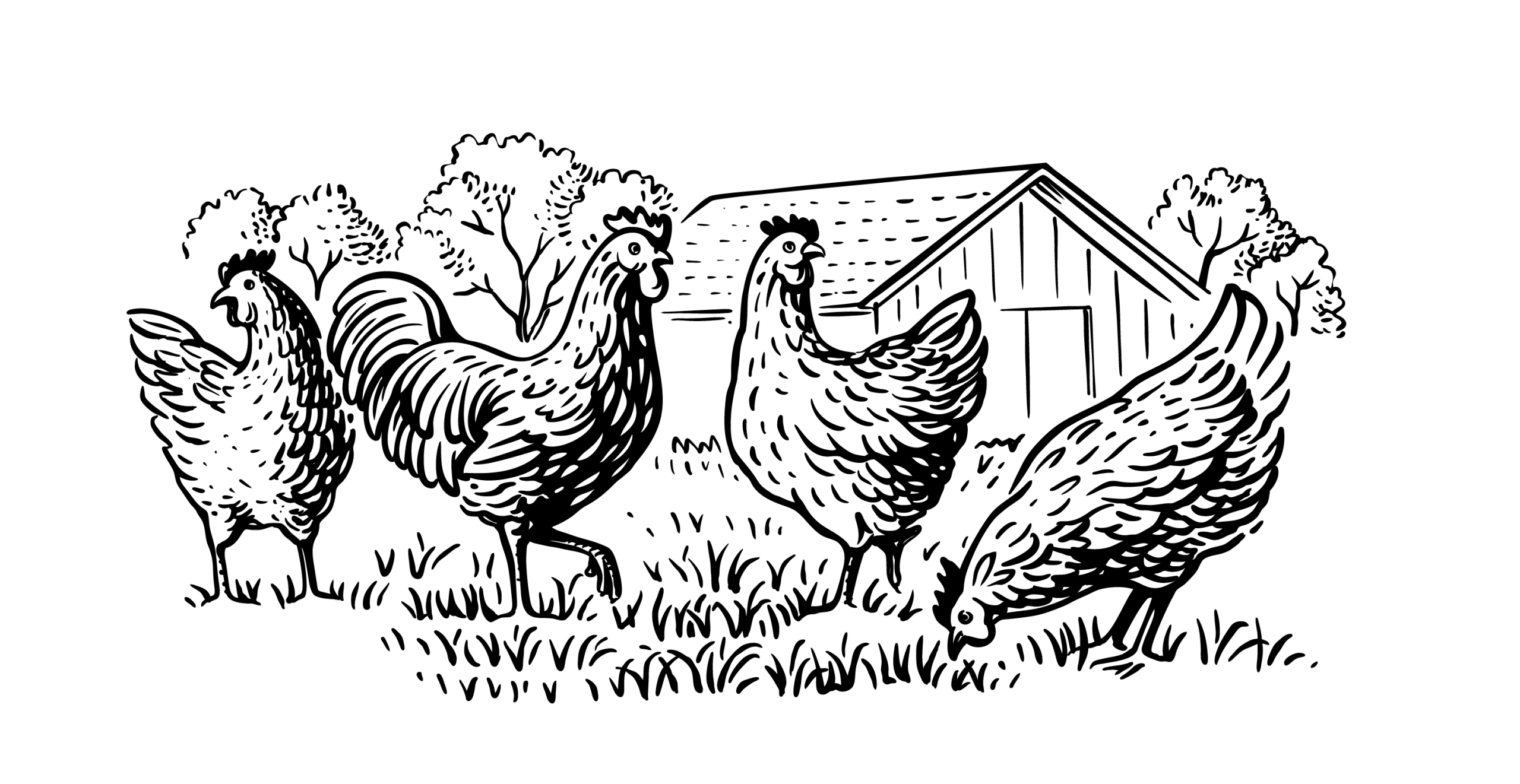 illustration of chickens