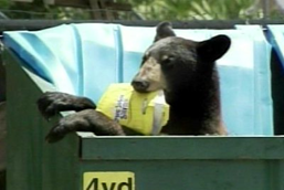 plastic-dumpster-lid-without-reinforcement bear in dumpster
